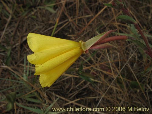 Oenothera sp. #1553的照片