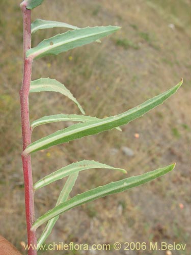 Oenothera sp.   #1553의 사진