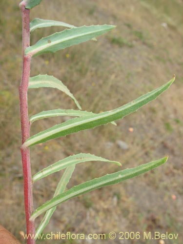 Oenothera sp. #1553의 사진