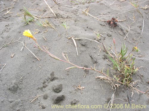 Oenothera sp. #1553의 사진