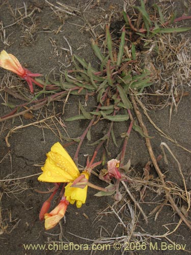 Image of Oenothera sp. #1553 (). Click to enlarge parts of image.