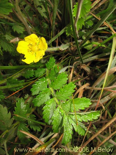 Potentilla sp. #2357的照片