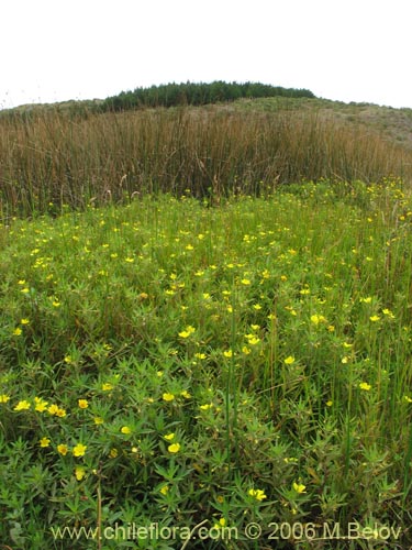 Image of Ludwigia peploides (Duraznillo de agua). Click to enlarge parts of image.