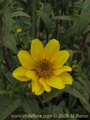 Asteraceae sp. #2754の写真