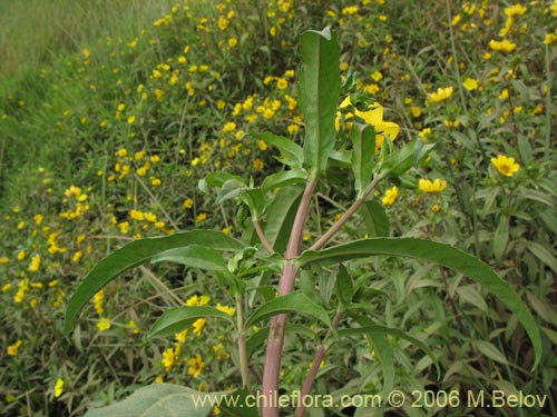 Imágen de Asteraceae sp. #2754 (). Haga un clic para aumentar parte de imágen.