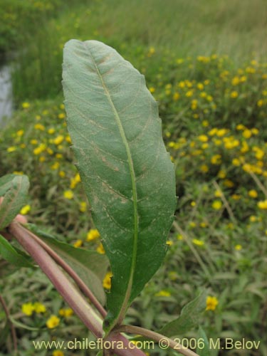 Asteraceae sp. #2754の写真