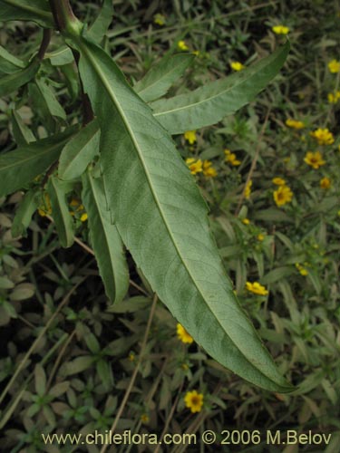 Image of Asteraceae sp. #2754 (). Click to enlarge parts of image.