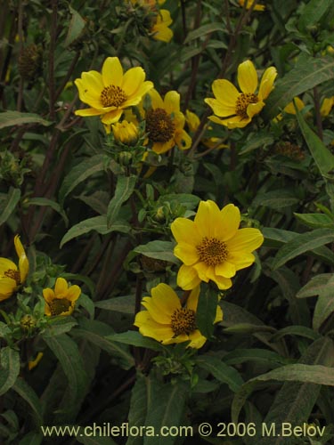 Asteraceae sp. #2754の写真