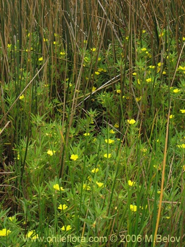 Ludwigia peploidesの写真