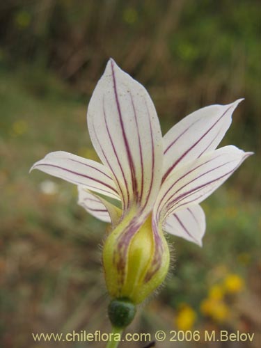 Imágen de Sisyrinchium chilense (Huilmo / Huilmo azul). Haga un clic para aumentar parte de imágen.