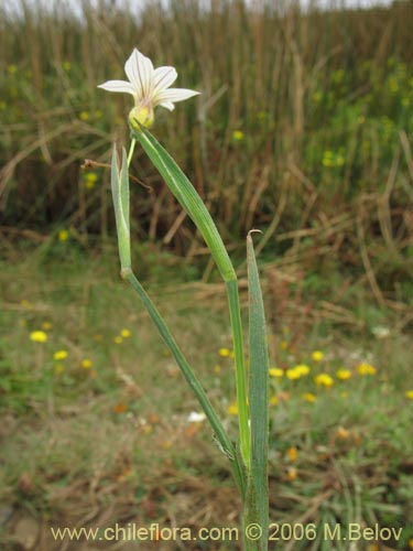 Imágen de Sisyrinchium chilense (Huilmo / Huilmo azul). Haga un clic para aumentar parte de imágen.