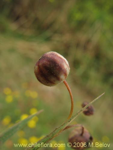 Image of Sisyrinchium chilense (Huilmo / Huilmo azul). Click to enlarge parts of image.