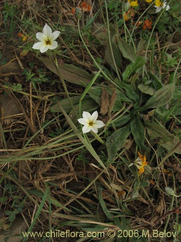 Image of Sisyrinchium chilense (Huilmo / Huilmo azul). Click to enlarge parts of image.