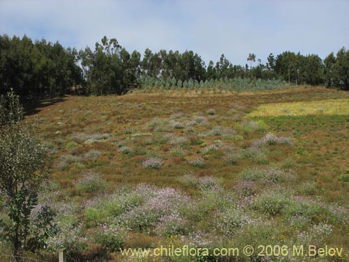 Image of Raphanus raphanistrum (Rabano silvestre). Click to enlarge parts of image.