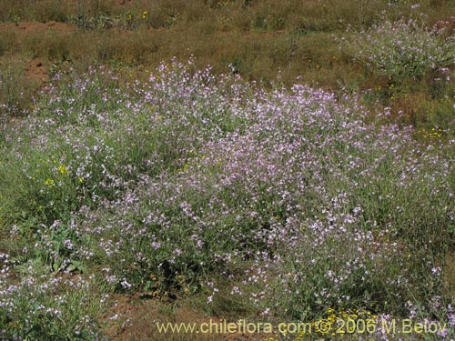 Bild von Raphanus raphanistrum (Rabano silvestre). Klicken Sie, um den Ausschnitt zu vergrössern.