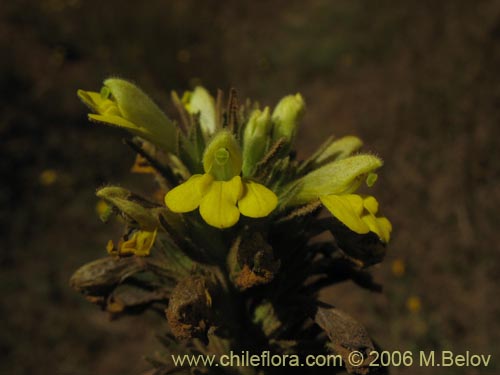 Image of Parentucellia viscosa (Pegajosa / Bartsia amarilla). Click to enlarge parts of image.
