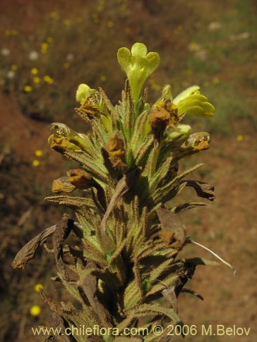 Фотография Parentucellia viscosa (Pegajosa / Bartsia amarilla). Щелкните, чтобы увеличить вырез.