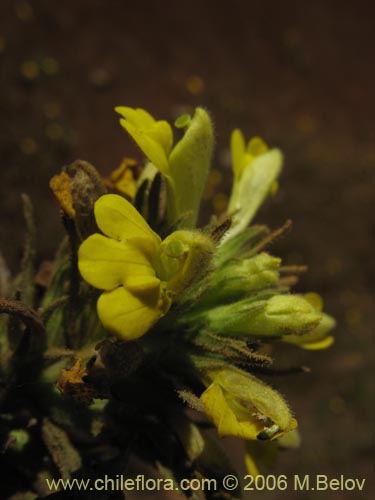 Image of Parentucellia viscosa (Pegajosa / Bartsia amarilla). Click to enlarge parts of image.