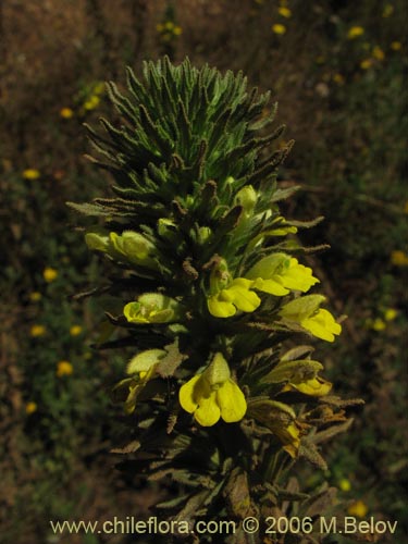 Bild von Parentucellia viscosa (Pegajosa / Bartsia amarilla). Klicken Sie, um den Ausschnitt zu vergrössern.