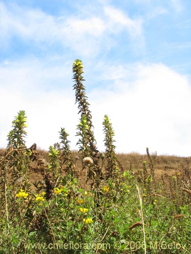 Bild von Parentucellia viscosa (Pegajosa / Bartsia amarilla). Klicken Sie, um den Ausschnitt zu vergrössern.