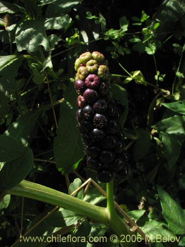 Imágen de Phytolacca bogotensis (Papa cimarrona). Haga un clic para aumentar parte de imágen.