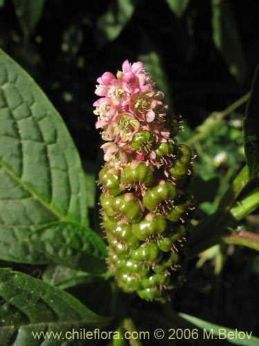 Bild von Phytolacca bogotensis (Papa cimarrona). Klicken Sie, um den Ausschnitt zu vergrössern.