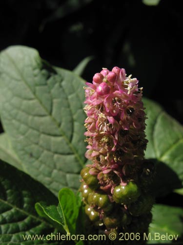 Imágen de Phytolacca bogotensis (Papa cimarrona). Haga un clic para aumentar parte de imágen.