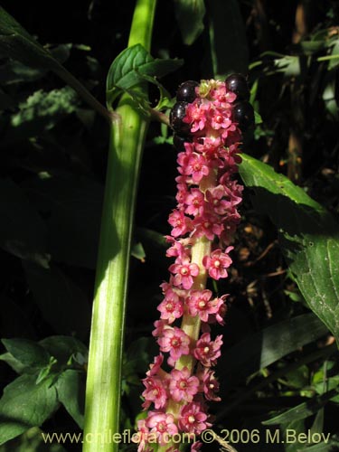 Bild von Phytolacca bogotensis (Papa cimarrona). Klicken Sie, um den Ausschnitt zu vergrössern.