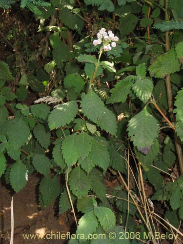 Imágen de Jovellana punctata (Argenita / Capachito). Haga un clic para aumentar parte de imágen.