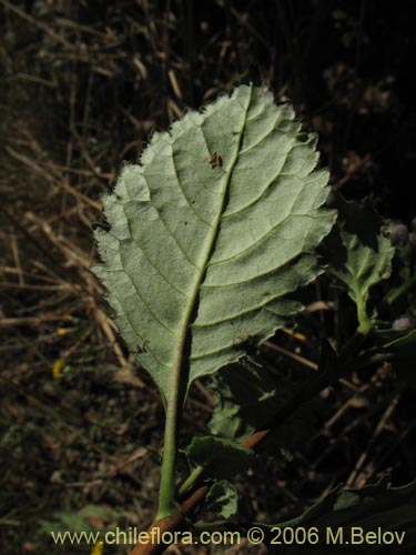 Bild von Jovellana punctata (Argenita / Capachito). Klicken Sie, um den Ausschnitt zu vergrössern.