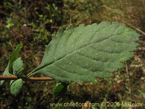 Image of Jovellana punctata (Argenita / Capachito). Click to enlarge parts of image.