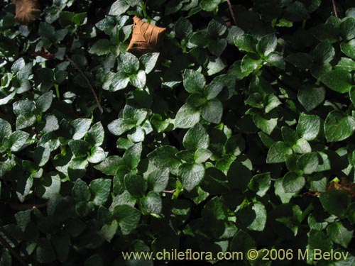 Image of Nertera granadensis (Rucachucao / Coralito / Quelligenchucaou). Click to enlarge parts of image.