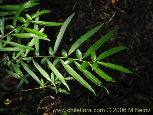 Image of Azara lanceolata (Aromo). Click to enlarge parts of image.