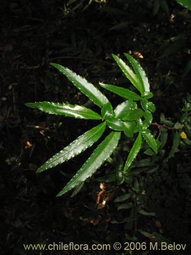 Image of Azara lanceolata (Aromo). Click to enlarge parts of image.