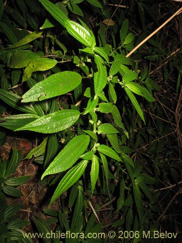 Imágen de Pilea elegans (Coyanlahuén / Mellahuvilu). Haga un clic para aumentar parte de imágen.