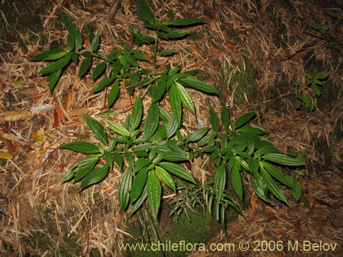 Image of Pilea elegans (Coyanlahun / Mellahuvilu). Click to enlarge parts of image.