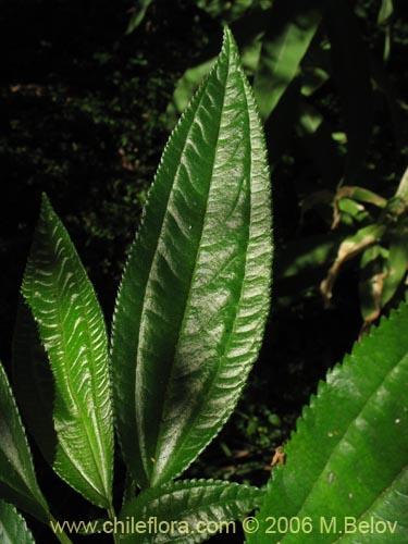 Imágen de Pilea elegans (Coyanlahuén / Mellahuvilu). Haga un clic para aumentar parte de imágen.