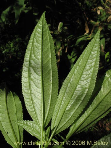 Bild von Pilea elegans (Coyanlahuén / Mellahuvilu). Klicken Sie, um den Ausschnitt zu vergrössern.