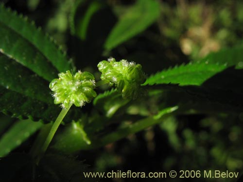 Imágen de Pilea elegans (Coyanlahuén / Mellahuvilu). Haga un clic para aumentar parte de imágen.