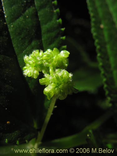 Imágen de Pilea elegans (Coyanlahuén / Mellahuvilu). Haga un clic para aumentar parte de imágen.