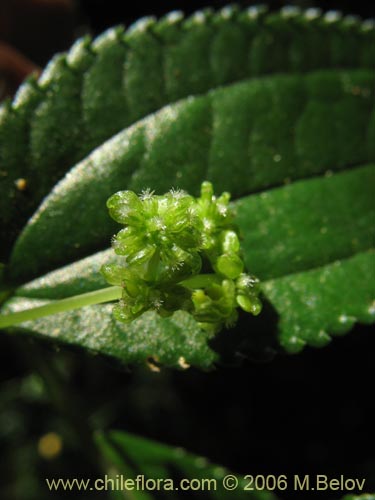 Pilea elegansの写真