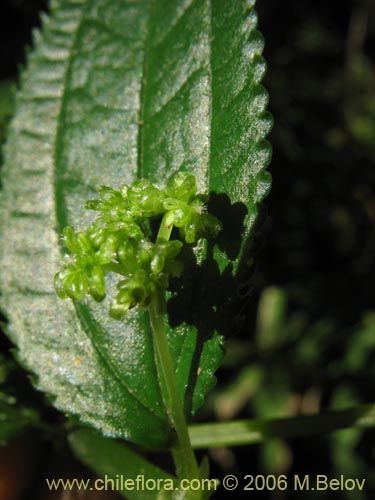 Image of Pilea elegans (Coyanlahun / Mellahuvilu). Click to enlarge parts of image.