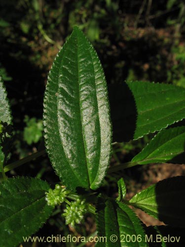 Imágen de Pilea elegans (Coyanlahuén / Mellahuvilu). Haga un clic para aumentar parte de imágen.