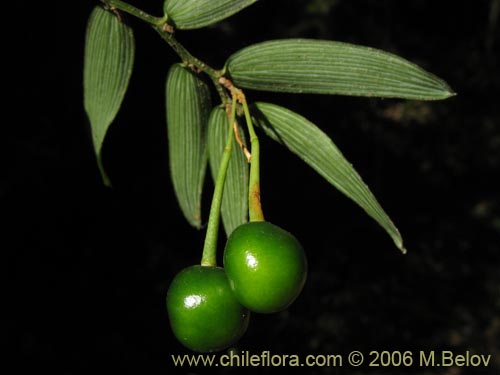 Image of Luzuriaga radicans (Quilineja / Coral / Azahar). Click to enlarge parts of image.