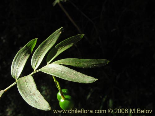 Image of Luzuriaga radicans (Quilineja / Coral / Azahar). Click to enlarge parts of image.