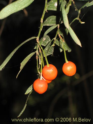 Image of Luzuriaga radicans (Quilineja / Coral / Azahar). Click to enlarge parts of image.