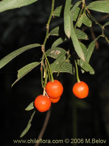 Image of Luzuriaga radicans (Quilineja / Coral / Azahar). Click to enlarge parts of image.