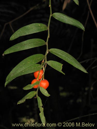 Bild von Luzuriaga radicans (Quilineja / Coral / Azahar). Klicken Sie, um den Ausschnitt zu vergrössern.