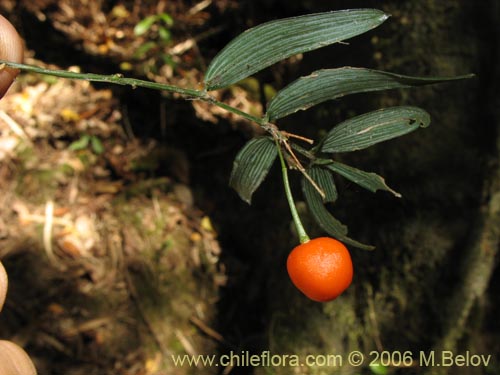 Imágen de Luzuriaga radicans (Quilineja / Coral / Azahar). Haga un clic para aumentar parte de imágen.