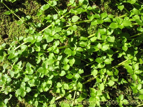 Bild von Nertera granadensis (Rucachucao / Coralito / Quelligüenchucaou). Klicken Sie, um den Ausschnitt zu vergrössern.